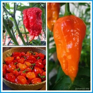 Carolina pepper