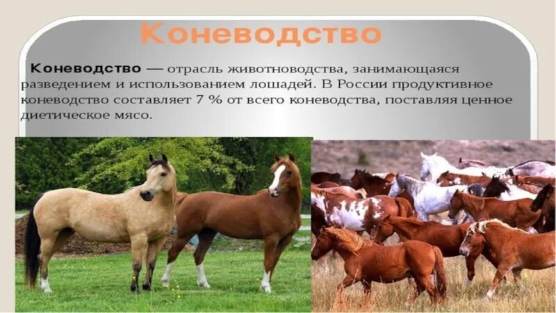 Сельхоз животных ставропольский край. Презентация отрасли животноводства. Животноводство доклад. Сообщение на тему животноводство. Презентация на тему животноводство.