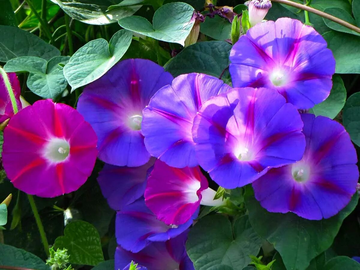 Как выглядит цветок ипомея трехцветный. Ипомея краснолистная. Ипомея Пикоти синяя. Ипомея пурпурная смесь.