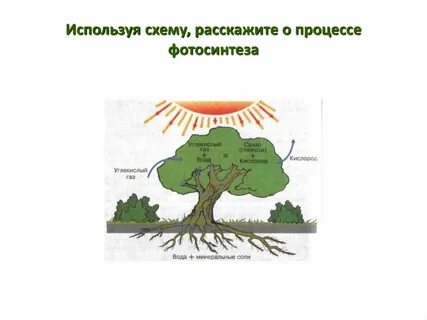 Вещества необходимые растению для процесса фотосинтеза