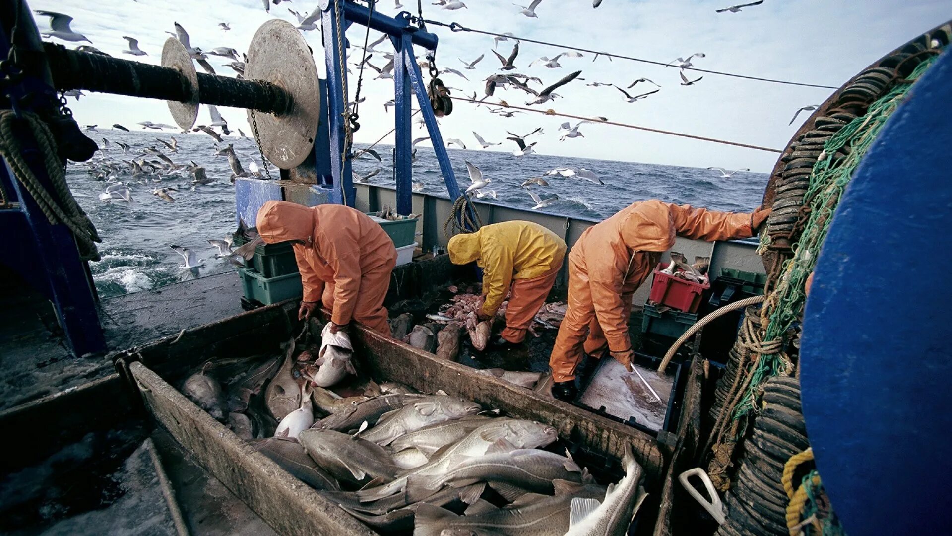 Морской промысел это. Рыбный промысел в Баренцевом море. Вылов трески в Баренцевом море. Усть-Магаданский рыбозавод. Промышленный лов трески в Баренцевом море.