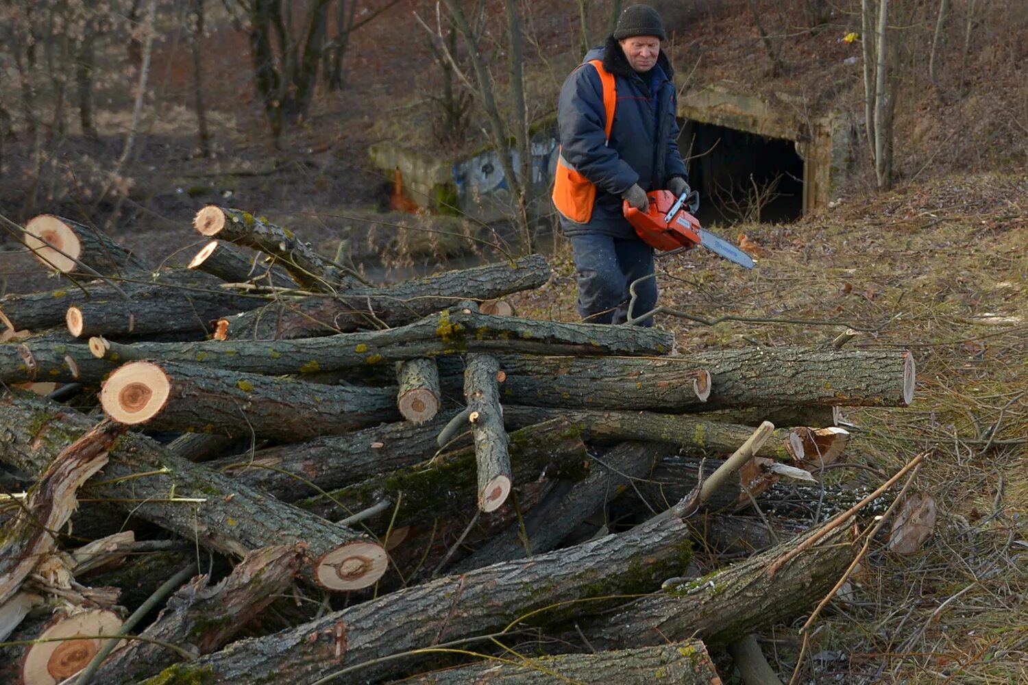 Делянка леса. Вырубка деревьев на предприятии. Вырубка деревьев на предприятии. Вырубка деревьев на предприятии. Заготовка древесины.