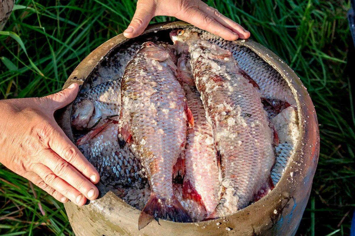 Рыба Коми посола. Коми посол рыбы с душком. Гнет рыбы