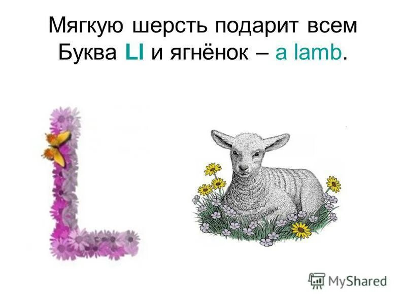 ягненок. изображения начинающиеся на букву "б". звук барана. баран на белом фоне. ягненок букв звук.