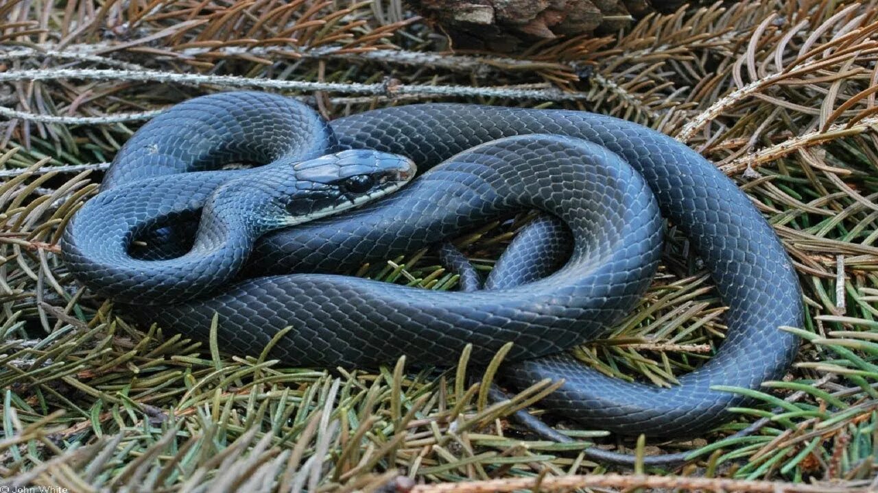 Змея грей. Полоз меланист. Гадюка меланист. Coluber Constrictor. Черный полоз змея.