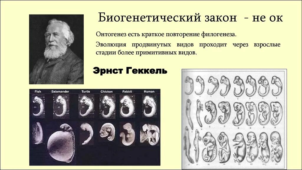 Онтогенез есть повторение филогенеза. Теория Мюллера Геккеля. Биогенетический закон э Геккеля. Закон Геккеля и Мюллера биогенетический закон.