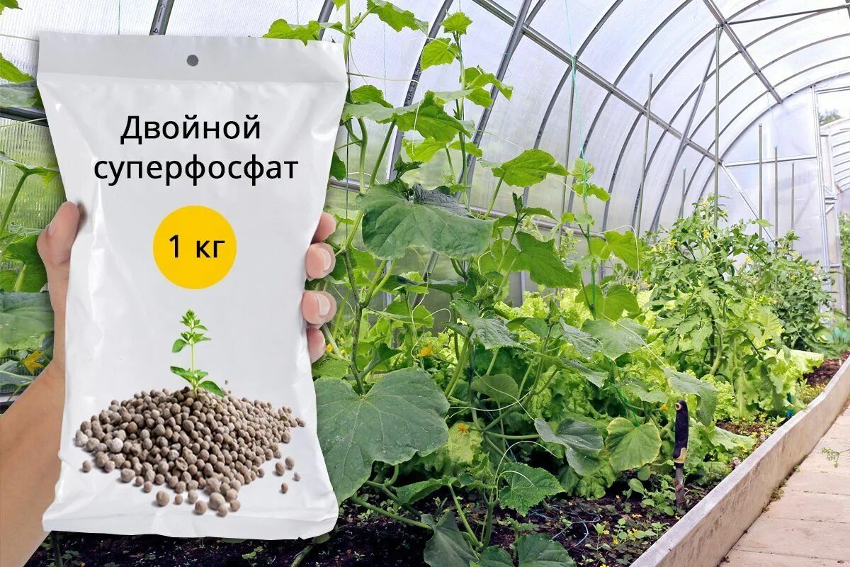 Применение суперфосфата на огороде