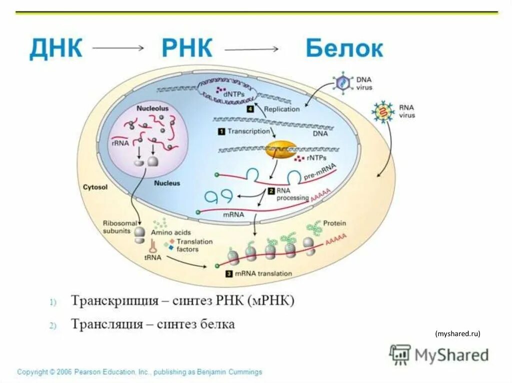 ДНК РНК белок. ДНК транскрипция РНК трансляция белок. Транскрипция и трансляция в биологии. Из РНК В белок. Белковая рнк