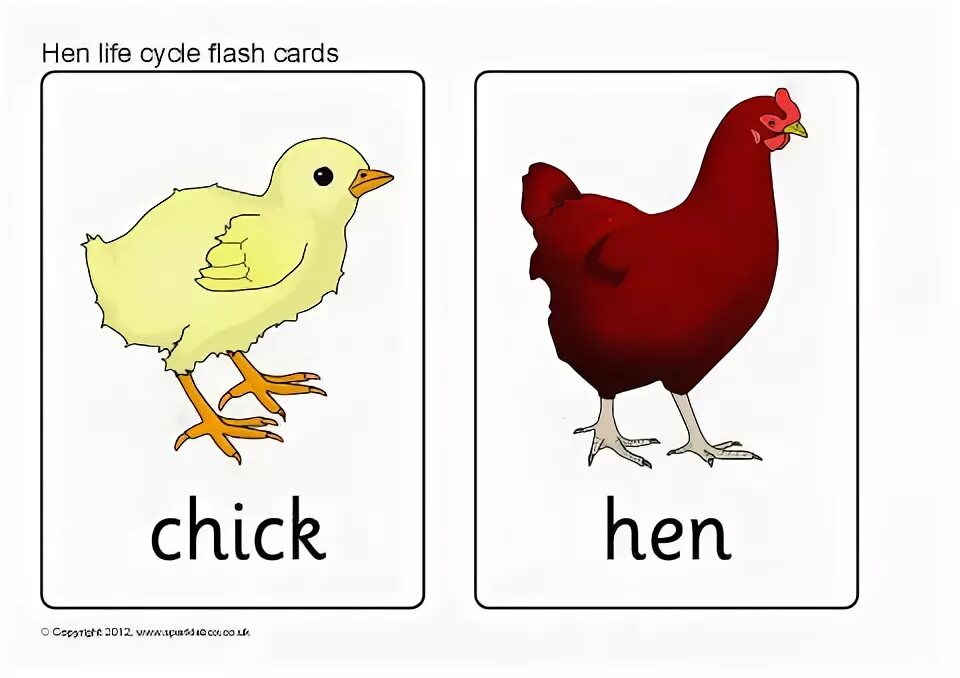 Кур перевод на русский. Карточка курица для детей. Карточка курица на английском. Цыпленок по английскому языку. Карточка по английскому цыпленок.