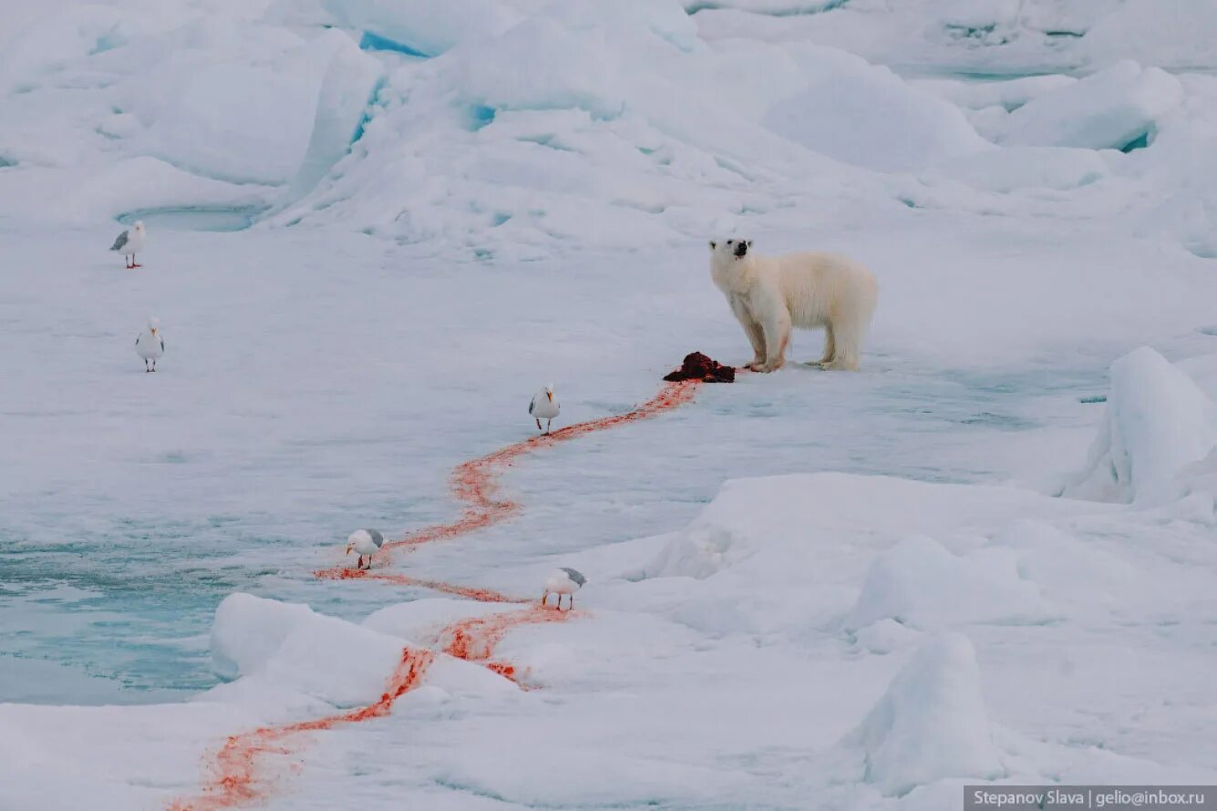 Белые медведи результаты. Белый медведь хозяин Арктики. Белые медведи в Арктике. Животные арктических пустынь России белый медведь. Арктическая пустыня России белый медведь.