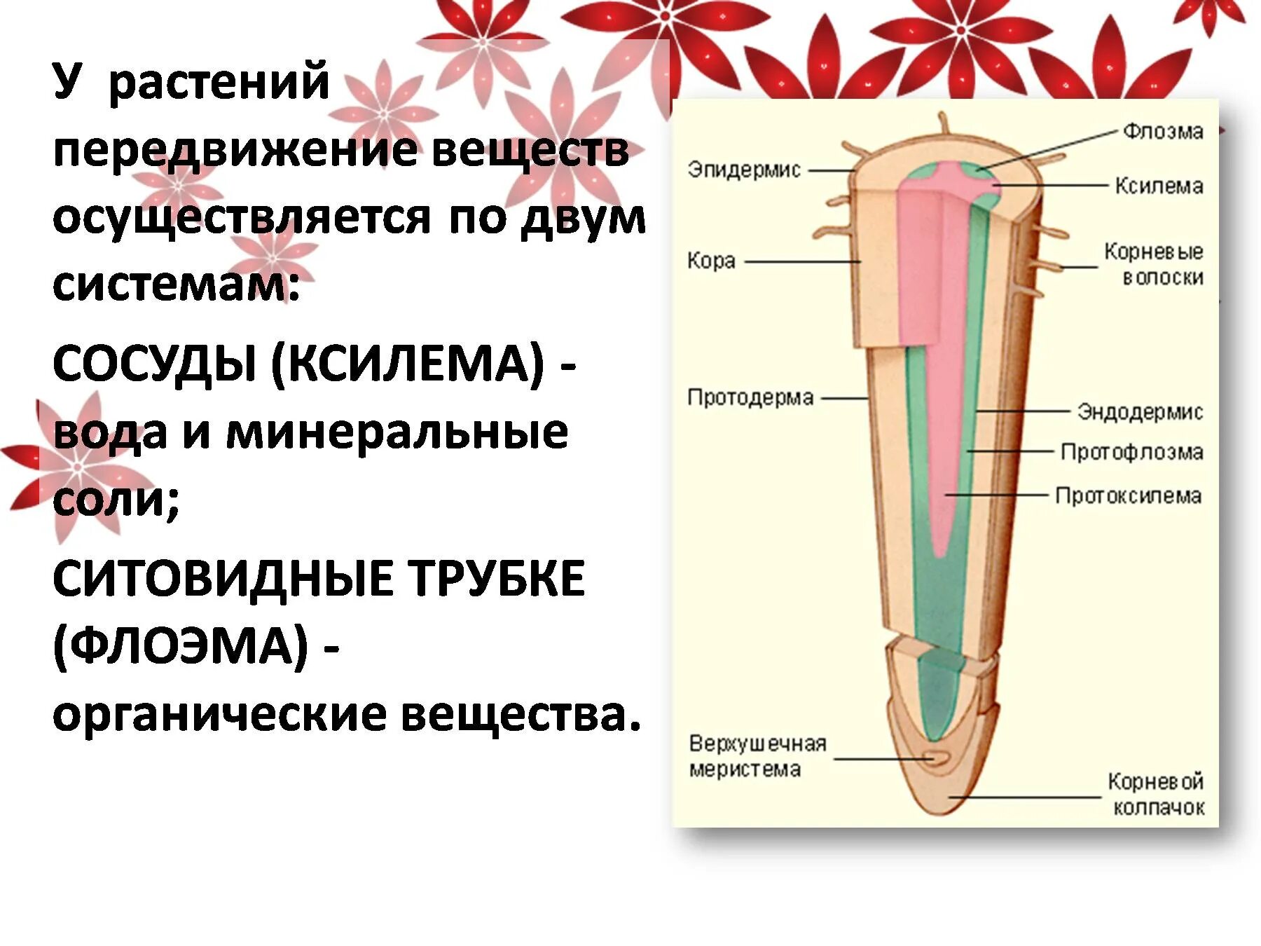 Транспорт воды по стеблю снизу вверх