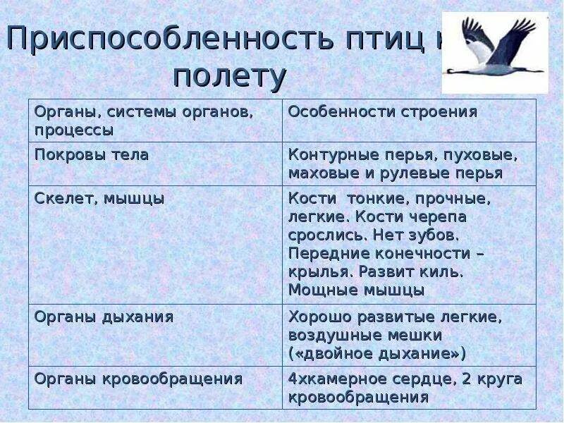 Приспособления птиц к полету. Приспособленность птиц к полету. Основные приспособления птиц к полету. Приспосабления птиц к полёту. Особенности строения птиц черты приспособленности к полету