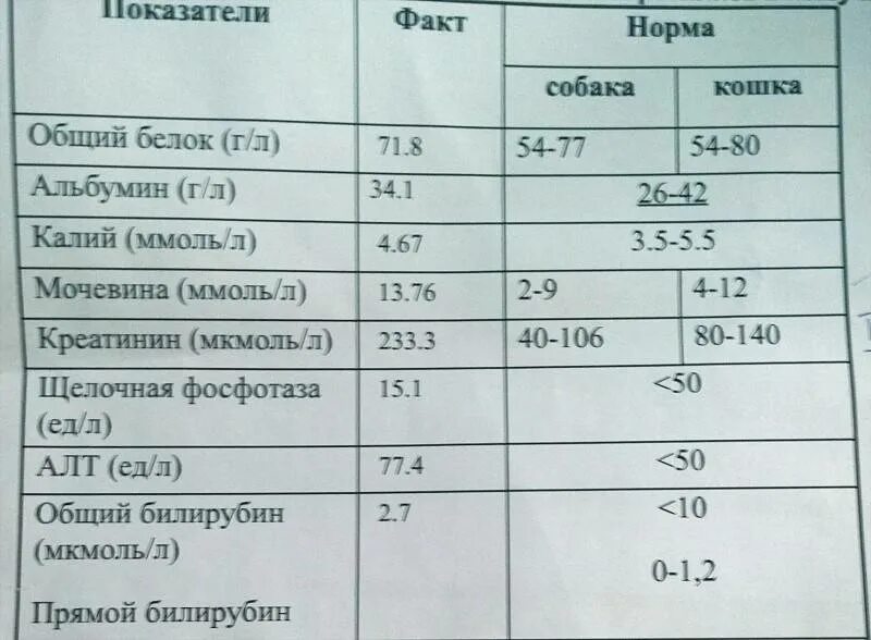 Норма общего белка в моче. Норма креатинина. Креатинин в моче показатели. Норма креатинина у кошек. Креатинин у кошек норма.