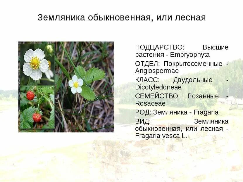 Систематическое положение подсолнечника. Лесная земляника род вид царство. Царство растений систематика растений 6 класс. Земляника царство отдел род вид. Царство отдел класс порядок семейства род вид последовательность.