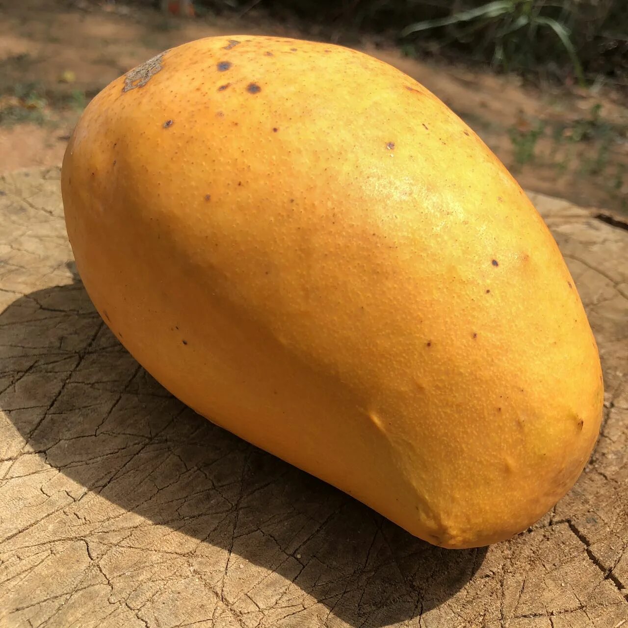 Манго фрукт Шри Ланка. Манго в Шри Ланке дерево. Большие манго.