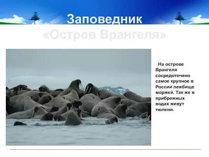Рассказ про остров врангеля