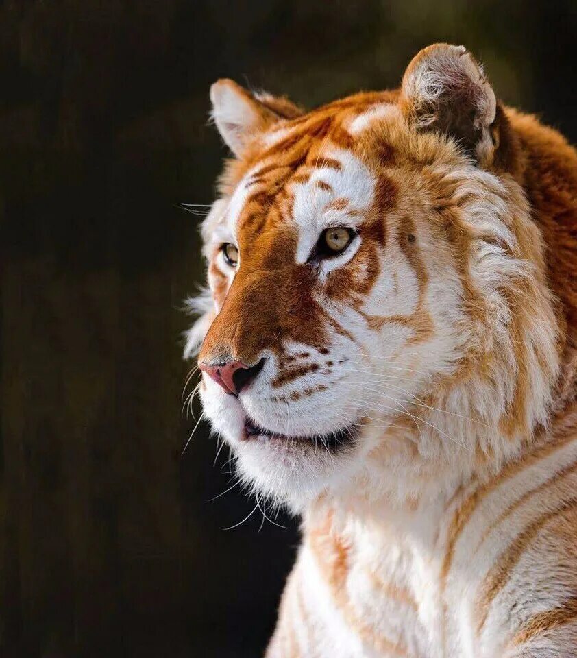 Названия видов тигров. Голден Тайгер тигр. Золотой бенгальский тигр. Золотой тигр альбинос. Красивый тигр.