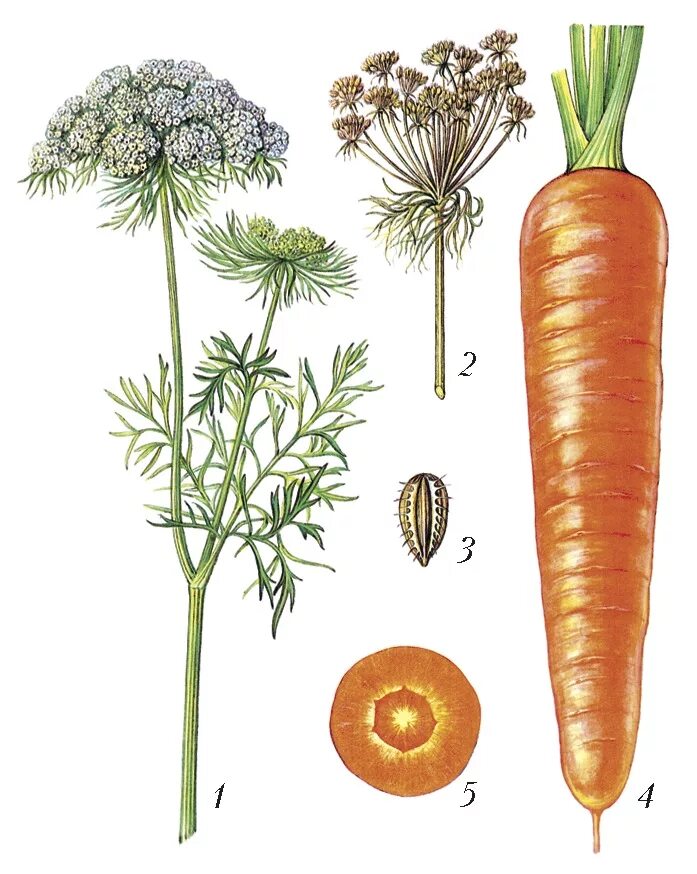 Морковь группа растений. Морковь посевная плод. Морковь посевная корнеплоды. Морковь посевная соцветие. Daucus carota строение.