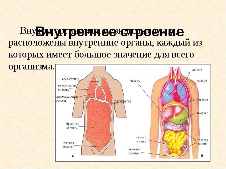 Внутреннее строение человеческого