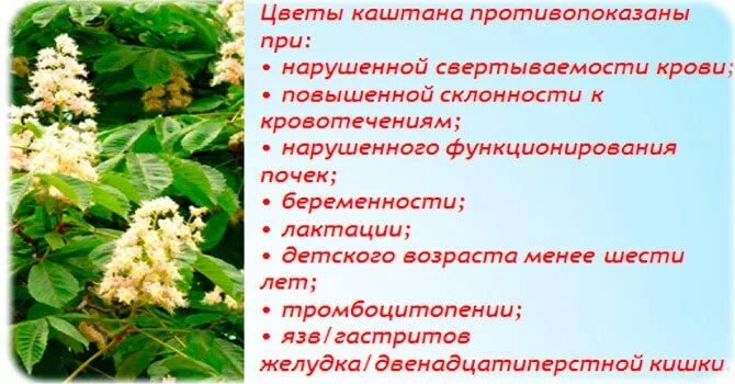 Цветы конского каштана. Каштан конский изменчивый пендулифолия. Каштан конский соцветие. Чем полезны цветы каштана. Цветы конского каштана.