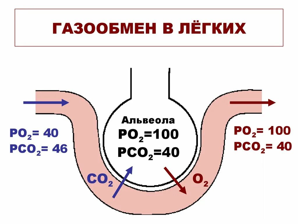 Механизм обмена газов в легких. Схема газообмена в альвеолах. Механизм газообмена в лёгких физиология. Лёгочное дыхание (газообмен в лёгких)