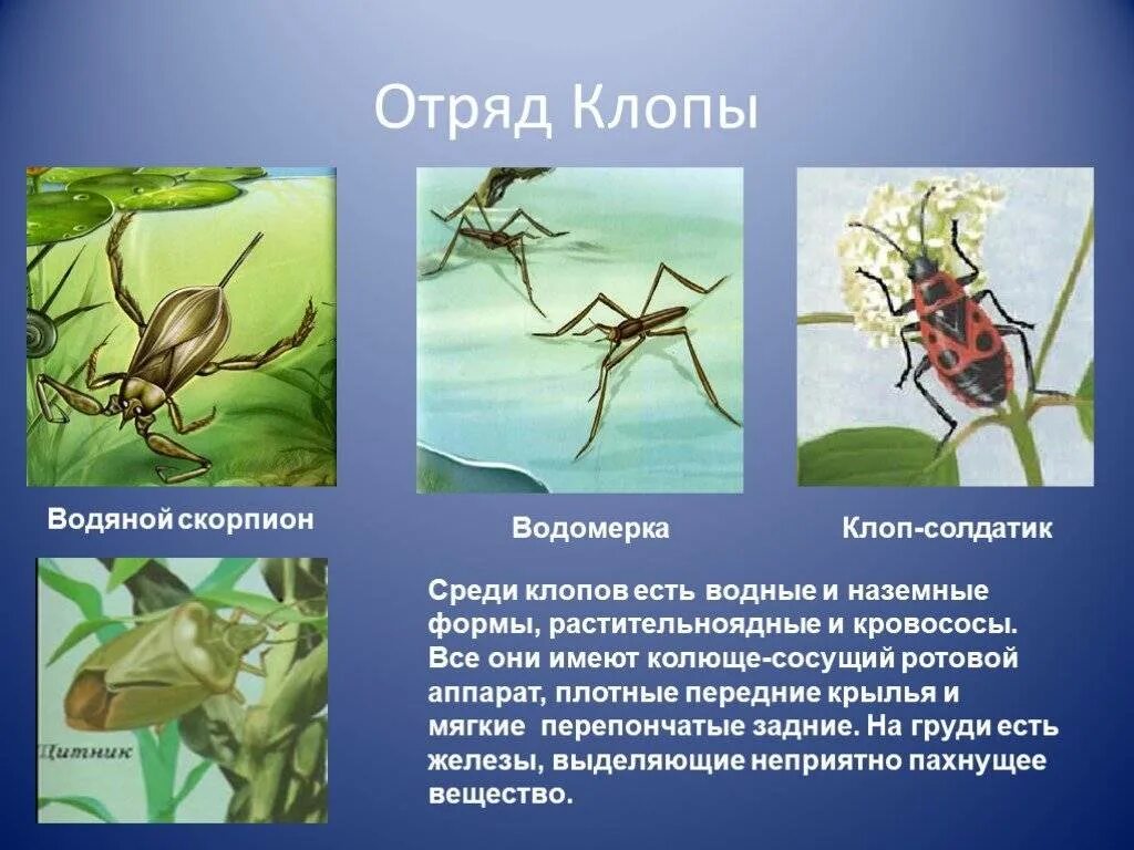 Организмы биоиндикаторы. Животные биоиндикаторы. Водные насекомые примеры. Растения биоиндикаторы водоемов.