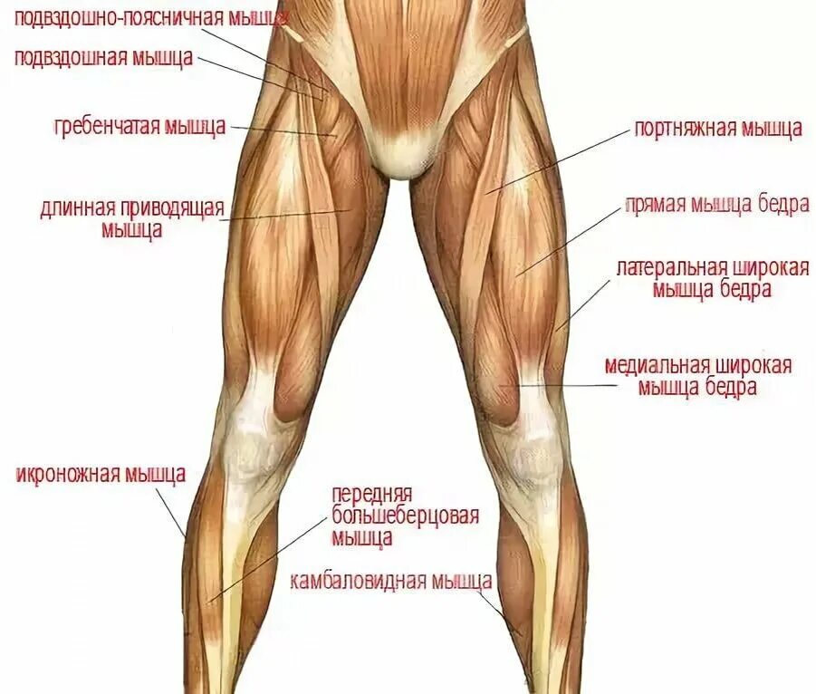 Ноги выше колена. Мышцы сгибатели бедра анатомия. Название мышц ног у человека. Передние мышцы ног. Как называются мышцы на ногах.