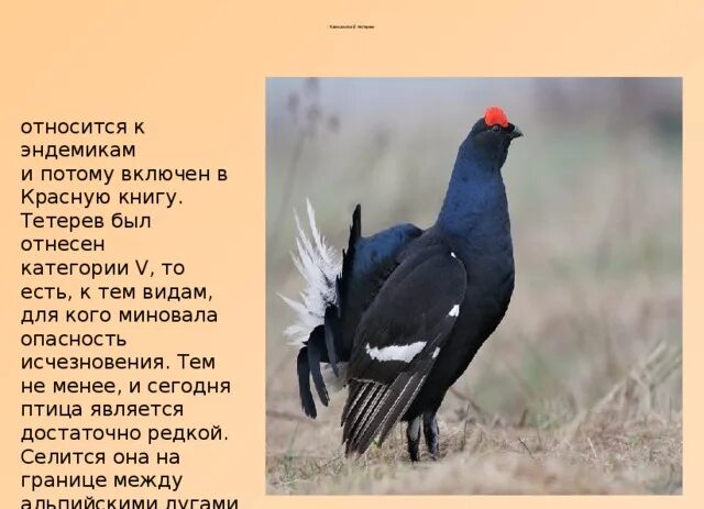 Тетерев ударение на какую букву. Красная книга тетерев-косач. тетерев краснодарский край. кавказский тетерев красная книга. кавказский тетерев красная книга краснодарского края.