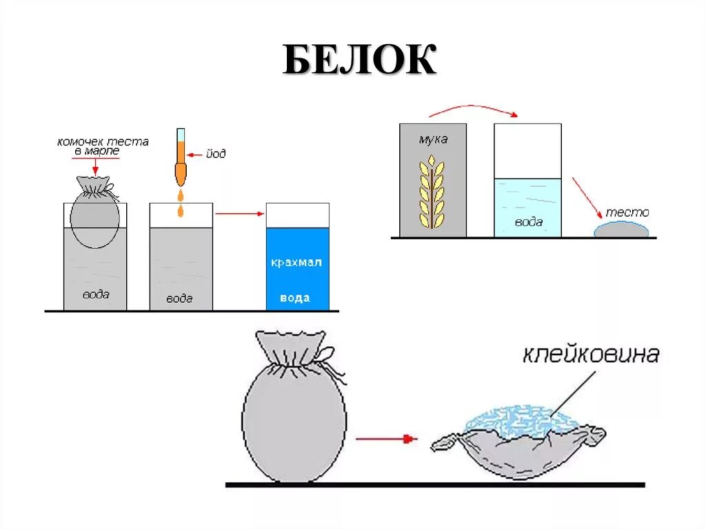 Опыт обнаружение белка. Лабораторная работа обнаружение белков. Опыт на определение белка. Опыт обнаружение органических веществ в растениях.