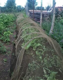 Защищенные грядки