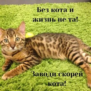 Коту тимофею не меньше десяти лет