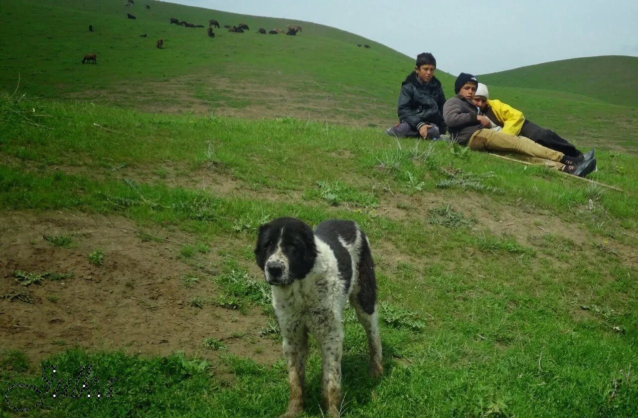 Собака Таджикистан. Таджикский собака. Отарные собаки Таджикистана. Самый большой собака в Таджикистане.