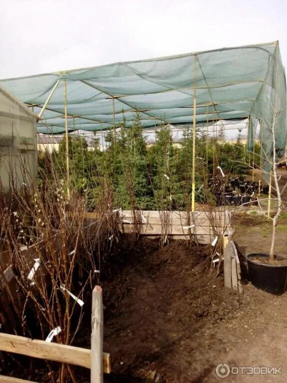 Курский питомник. Питомник евросад в курске. питомник растений курск. питомники саженцев в курске и курской области. питомники саженцев в курске и курской области евросад.