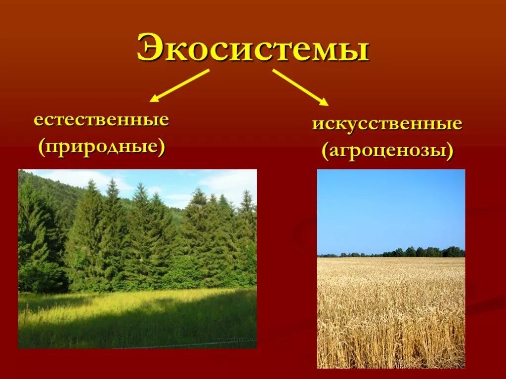 Искусственные агроценозы. Искусственные экосистемы агроценозы. Природные и искусственные экосистемы. Природная экосистема и искусственная экосистема. Естественный и искусственный агроценоз.