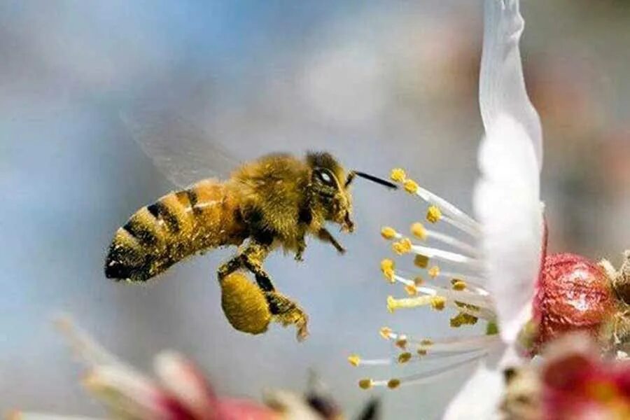 Пчела питается нектаром. Башкирская бурзянская пчела. Медоносная пчела. Опыление пчелами. Пчелка в пыльце.