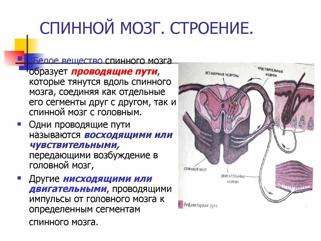 Центральная нервная система человека - online presentation