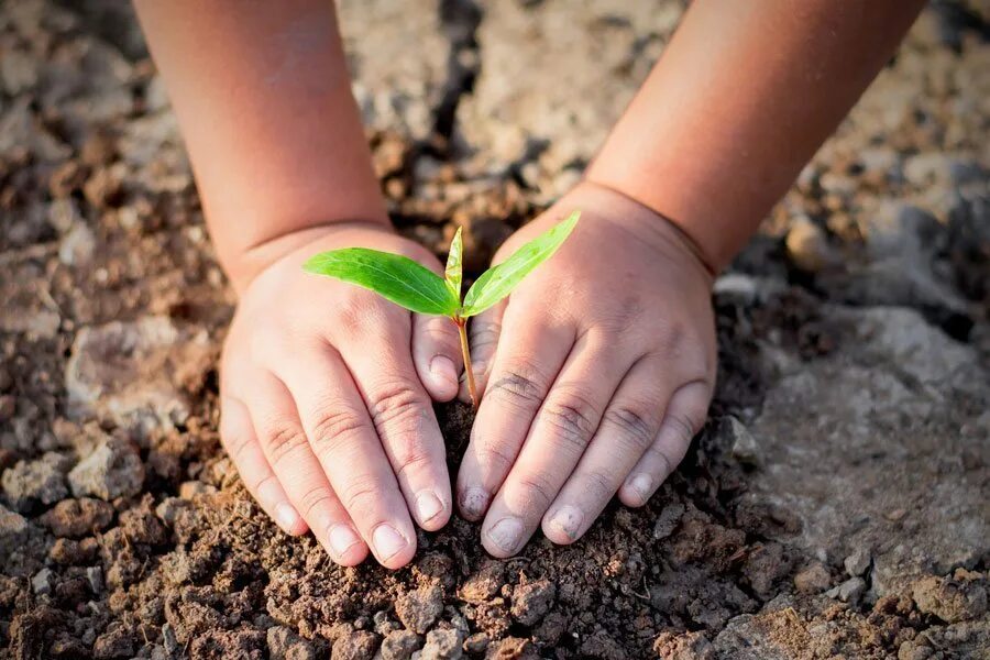 Plant protection. Бережное отношение к природе. Ребенок с росточками в руках. Забота об окружающей среде. Эколог это для детей.