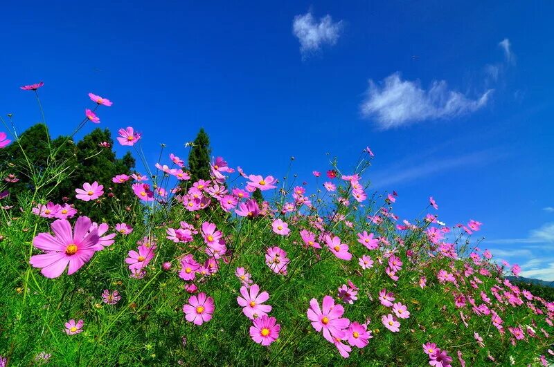 красивые пейзажи с цветами. мойчечак гули.
