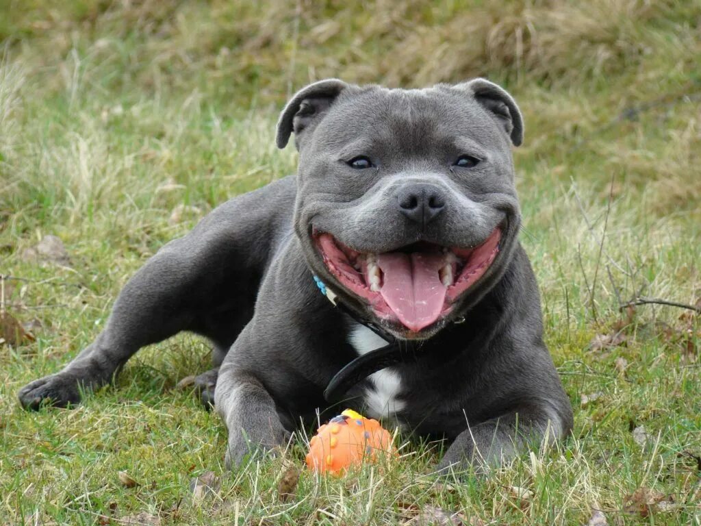 В башкирии стафф. Американский стаффордширский терьер голубой. В башкирии стафф. Стаффордширский терьер амстафф. Стаффордширский питбультерьер.