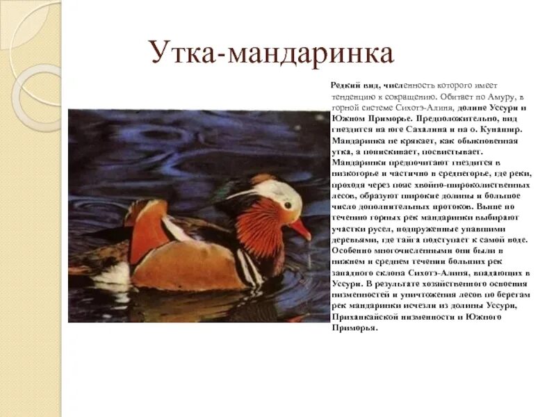 Утка мандаринка проект 4 класс Презентация на тему:"Утка Мандаринка" биология, презентации