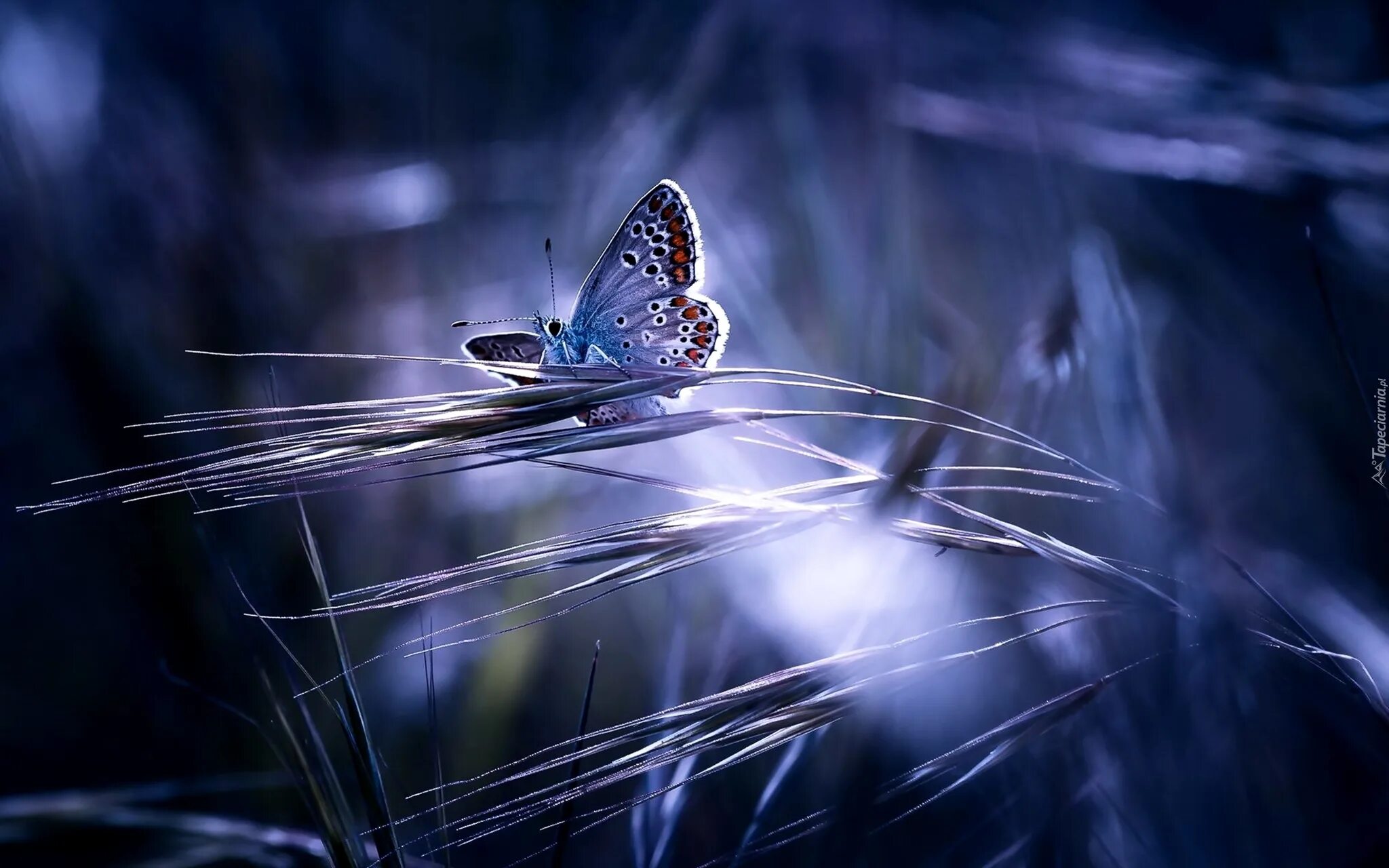 Взмах крыльев мотылька 2000. Голубая бабочка. Бабочки в природе. Ночная бабочка. Синяя бабочка.