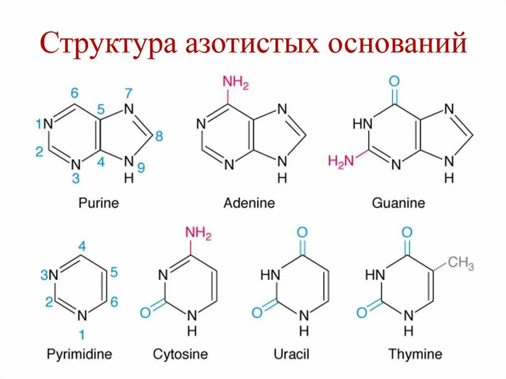Состав и строение оснований. Структурные формулы азотистых оснований. 5 азотистых оснований. 5 азотистых оснований формулы. азотистое основание состав.