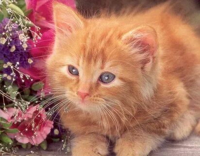 Открытки с рыжим котом