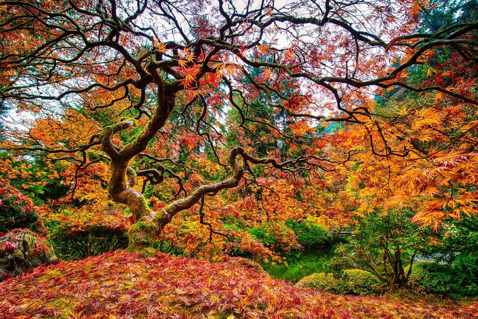 Tree fall. Japan maple tree. japanese maple forest wallpaper.