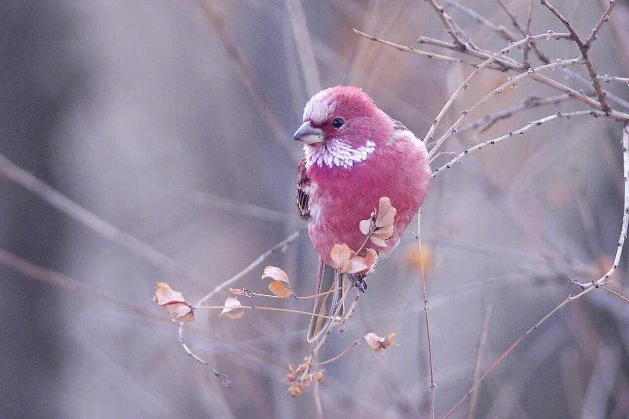 Маленькая розовая птица. Розовая птица. Птичка розовый. Птицы розового цвета. Розовые маленькие птички.