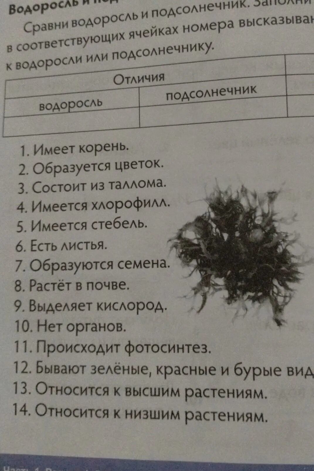 Сравнение водорослей. Впиши в таблицу названия растений твоего края. Впиши в таблицу названия растений твоего края травы. География водоросли подсолнечник.