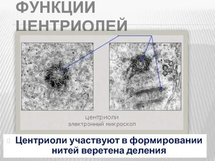 Центриоль веретено деления
