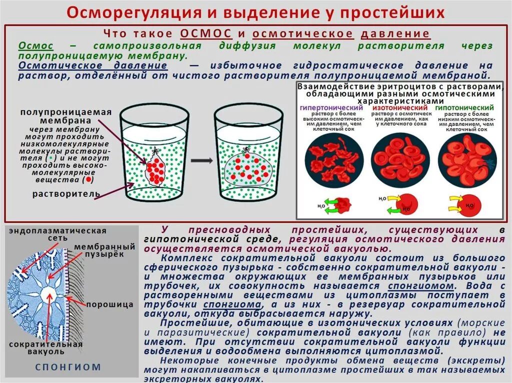 Избыточное количество воды. Эритроцит в соленой воде. Эритроциты в гипотоническом растворе. Эритроциты в солевом растворе. Кровь в гипертоническом растворе.