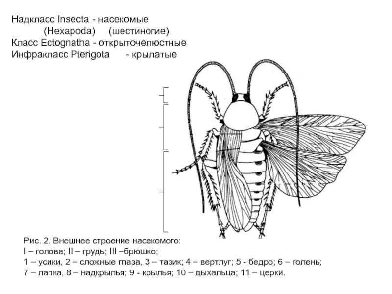 На рисунке изображен жук. На рисунке изображен жук