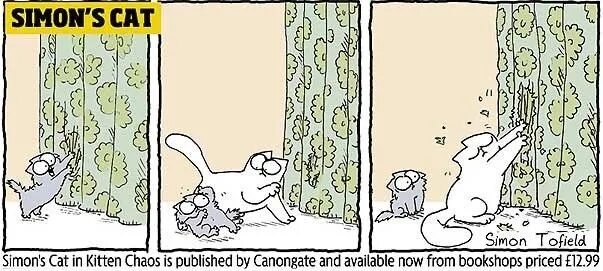 Котик саймон. Кот саймона киттен. Кот саймона в лотке. Фото карта саймона. Кот саймона комиксы.